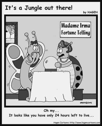 Cartoon, Butterfly, Fortune-Teller